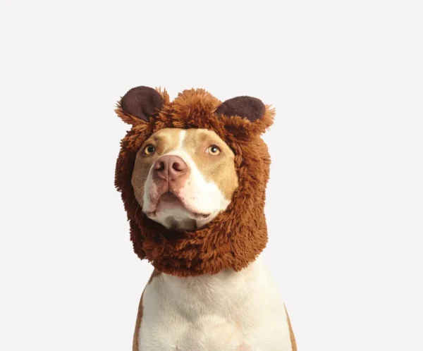product-thumb-12_optimized Lion Dog Costume