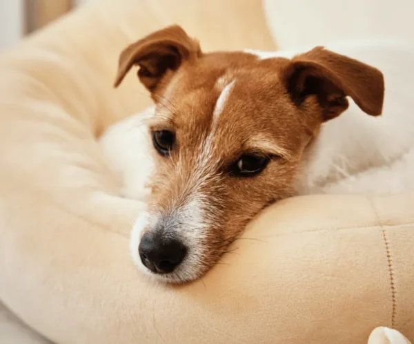 product-thumb-16_optimized Comfort Dog Bed